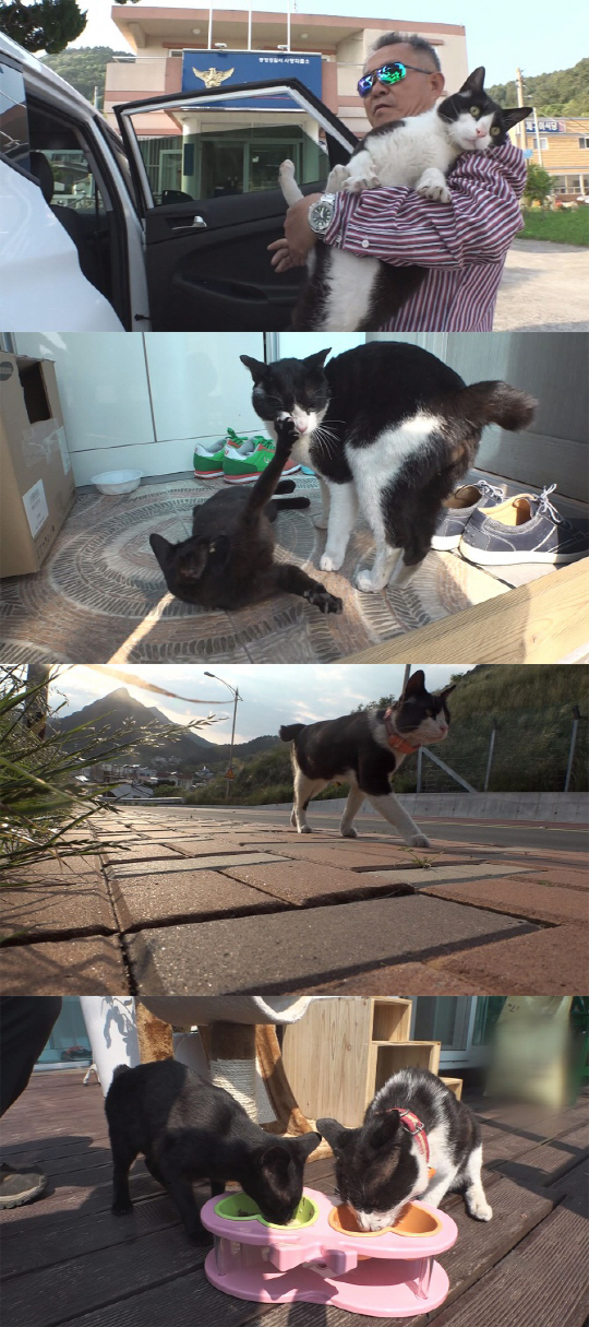‘동물농장’ 사랑꾼 고양이 진주, 사랑따라 8km 이동한 사연