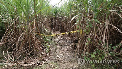 한국인 남녀 3명이 지난 해 10월 머리에 총상을 입고 숨진 채 발견된 필리핀의 한 사탕수수밭./연합뉴스
