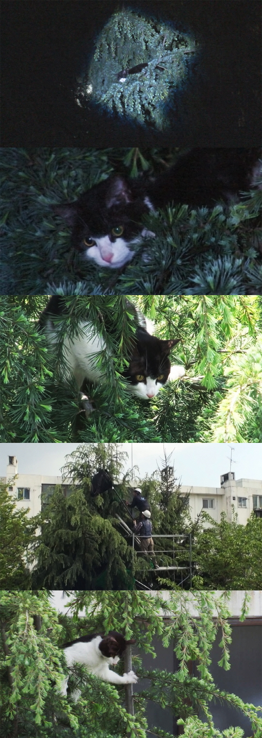 ‘동물농장’ 10m 나무 위 고양이 '별이' 긴급구조 성공