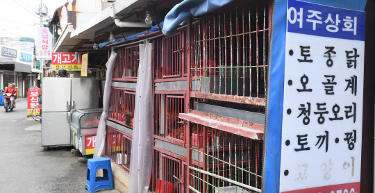 조류인플루엔자(AI)가 다시 확산 조짐을 보이며 정부가 생닭 판매를 중지한 가운데 6일 서울 동대문구 제기동 경동시장의 한 가금류 취급업소 닭장이 텅 비어 있다. /송은석기자