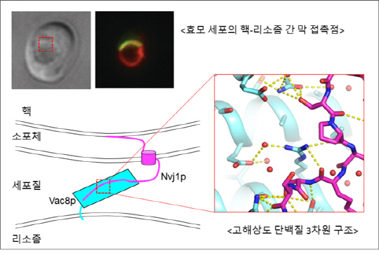 핵과 리소좀막을 연결하는 막접촉점을 보여주는 세포 사진(왼쪽 위). 핵과 소포체 막에 존재하는 단백질 과 리소좀 막에 연결된 단백질이 물리적으로 결합하여 두 소기관의 접촉점을 형성한다. /사진제공=미래창조과학부