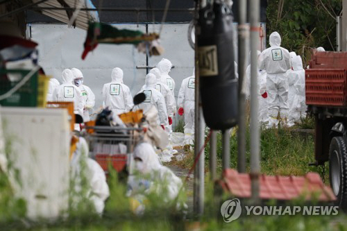 AI 살처분/연합뉴스