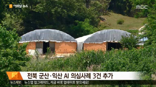 ‘오리도 감염’, 군산 익산서 AI 추가 발생 ‘전염 가능성 커’