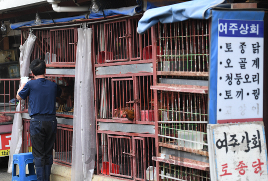 조류 인플루엔자 전국 확산에 정부가 생닭 판매를 중지한 가운데 지난 6일 서울 동대문구 제기동 경동시장의 한 가게에서 업주가 남아있는 닭들을 정리하고 있다./송은석기자