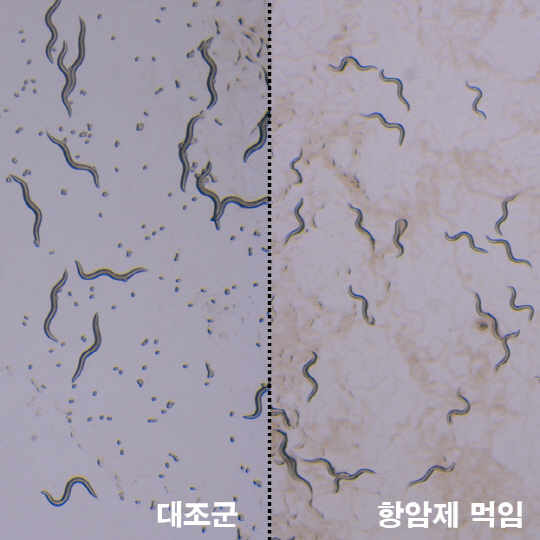 항암제를 먹이지 않은 벌레(왼쪽, 대조군)에 비하여, 항암제를 먹인 벌레(오른쪽)는 성장이 느려지고, 알을 훨씬 적게 낳는 것을 확인할 수 있다. /사진제공=KIST