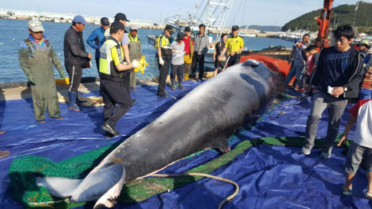 지난 10일 인천 소청도 해역에서 그물에 걸려 죽은 채 발견된 밍크고래. /사진제공=인천해경