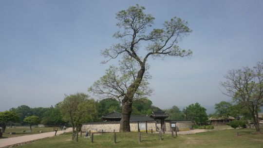 1790~1880년 사이 천주교 신자들은 회화나무의 동쪽으로 뻗어 있던 가지에 매달려 고문을 당했다고 전해진다.