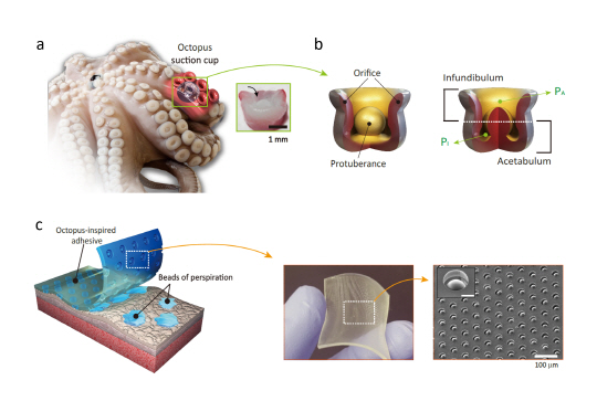 문어의 빨판을 잘라 보면 미세 돌기의 구조를 관찰할 수 있다. 이러한 독특한 구조는 물속의 환경에서 주변의 물방울 분자들과 물리적 상호 작용을 통하여 흡인력을 증폭시키는 특징을 가진다. /사진제공=미래창조과학부