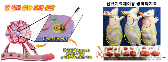 김종승 고려대 교수팀이 개발한 ‘광역학 표적항암제’를 유방암 동물 쥐에 투여한 결과 기존 광역학치료 약물에 비해 종양의 부피가 4배 이상 줄어들었다. /사진제공=한국연구재단