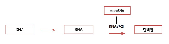 마이크로 RNA는 RNA와 결합해 유전자들이 정상적으로 작동하도록 변이 단백질을 통제하는 기능을 한다. 이 현상을 RNA 간섭이라고 부른다. /사진제공=동남권원자력의학원