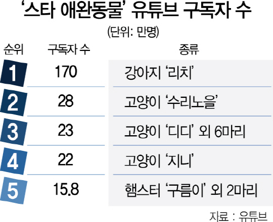 1715A18 ‘스타 애완동물’유튜브 구독자 수 수정2