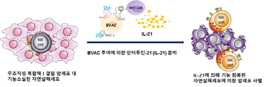 강창율 교수 연구팀에서 개발한 항암면역세포 치료제인 BVAC를 투여하면 인터루킨-21이 분비돼 기능소실된 자연살해 세포의 기능이 회복되어 암세포를 사멸한다./사진제공=미래창조과학부