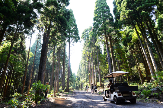 치유의 숲길 양쪽을 뒤덮은 삼나무 사이로 관광객들이 삼림욕을 즐기고 있다.