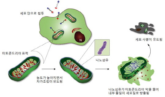 암세포 밥줄 끊어 죽인다...새 항암 치료법 개발