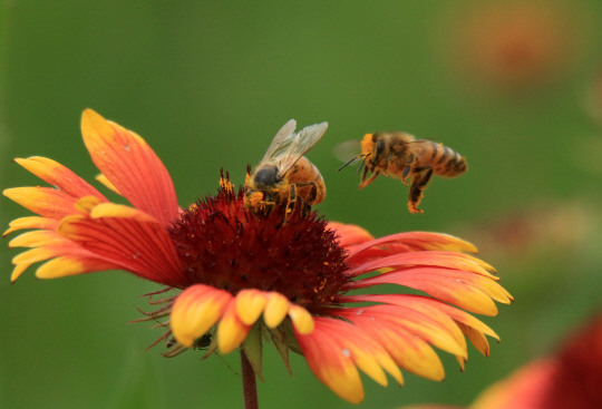 20년 뒤 '꿀벌'이 멸종될 수 있다?