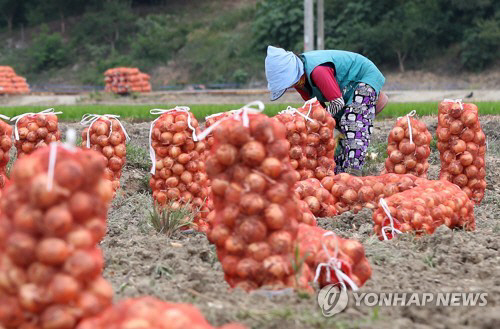 가뭄 탓에 수확량이 줄어든 양파/연합뉴스
