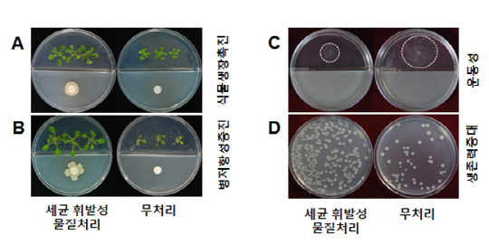 세균 냄새를 이용하여 식물의 건강을 증진 시킬 수 있는 “기체비료”나 “기체농약”을 개발할 수 있고, 세균의 생장을 억제할 수 있는 “기체항생제” 개발도 가능할 것으로 예상된다. /사진제공=생명공학연구원