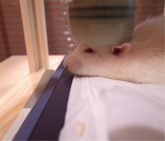 생체자기 측정장치로 실험용 생쥐의 뇌기능을 측정하고 있다./사진제공=한국표준과학연구원
