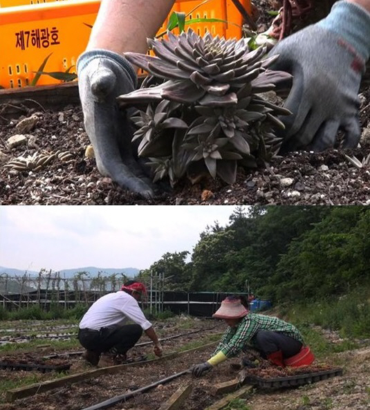 ‘리얼스토리 눈’ 와송으로 암 극복 약초농사 부부, 남편이 화난 사연은?