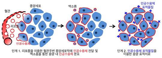 혈류를 타고 리포좀을 통해 전달된 인 공 수용체를 탑재한 엑소좀이 이동해서 종양을 표적 치료하게 된다. /사진제공=KAIST