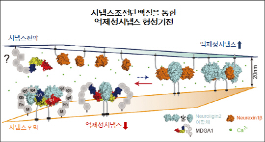 조절단백질인 MDGA1이 뉴롤리진2/MDGA1 복합체를 만들어 뉴롤리진2/뉴렉신 결합을 선택적으로 방해함으로써 억제성 시냅스 발달을 효과적으로 억제한다. /사진제공=미래창조과학부
