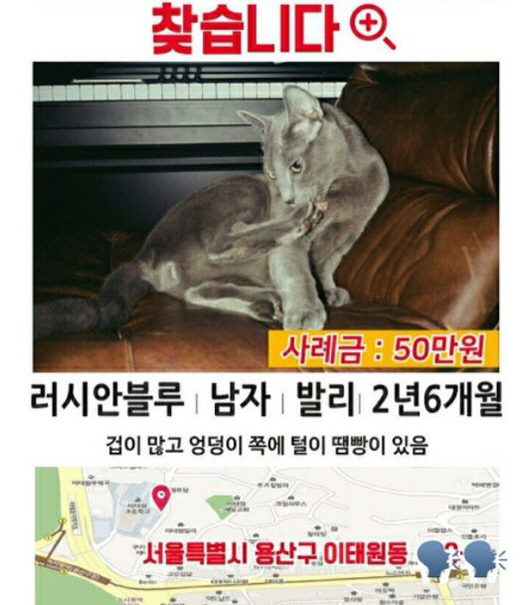 남태현 “고양이를 찾습니다.” 장난전화 가득? “고양아 집 나가면 고생이다” 네티즌