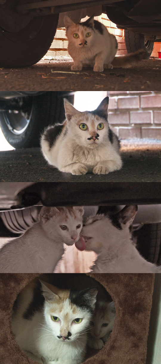 ‘동물농장’ 자동차 밑에서 꼼짝 않는 고양이…‘특별한 모정’
