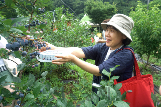 한 체험 참가자가 친환경으로 재배된 블루베리를 따며 즐거워하고 있다. /사진제공=농림축산식품부