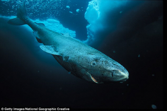 그린란드 상어가 헤엄치고 있다. 노르웨이 북극 대학의 연구진이 400년을 사는 그린란드 상어의 장수 비결을 풀기 위해 DNA를 연구하고 있다. /사진제공=데일리메일