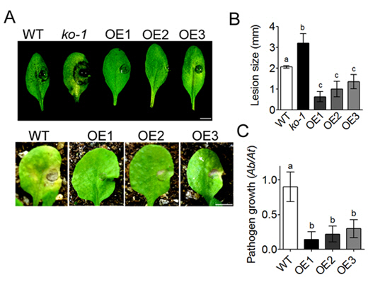 곰팡이균인 알터나리아를 감염시킨 애기장대 잎.  ABCG34 유전자를 과 발현시킨 OE1, OE2, OE3는 곰팡이균이 야생종 (WT)에 비해서도 덜 퍼진 것을 볼 수 있다./사진제공=한국연구재단
