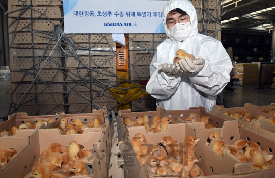 12일 인천국제공항 검역소 직원들이 대한항공 화물터미널에서  화물기편으로 스페인에서 도착한 초생추(종자병아리)를 살펴보고 있다. 이날 도착한 병아리는 13만 마리이며 총 3회 47만 마리가 수입될예정이다./영종도=이호재기자.