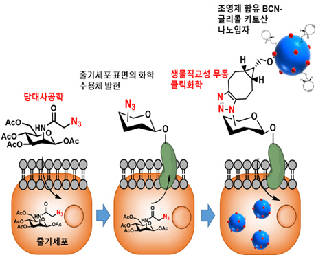 당대사 공학을 이용, 줄기세포 표면에 화학수용체를 발현 시켰다. 이후 나노입자를 이용하여 줄기세포 표면에 근적외선 형광 영상화, MRI, CT 영상이 가능한 다양한 조영제 나노입자를 표지하였다./사진제공=미래창조과학부