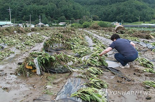 가뭄 지났더니 폭우...변덕스런 날씨에 '두 번 우는' 농민