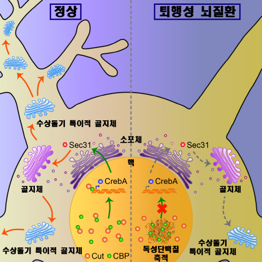 퇴행성 뇌질환 유발 기전 규명