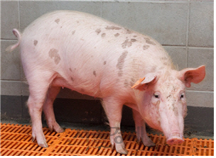 바이오 이종이식용 돼지 ‘믿음이’  사진제공=농촌진흥청