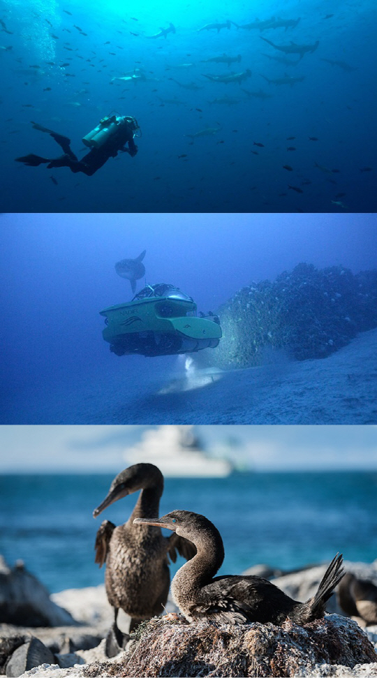 ‘글로벌다큐멘터리’ 갈라파고스 심해 개복치·바다사자·귀상어의 생태