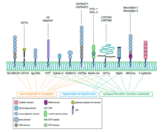 신경계에 존재하는 각종 GPI앵커 단백질들의 도메인 구조와 신경계에서의 기능들을 표시한 그림./사진제공=DGIST