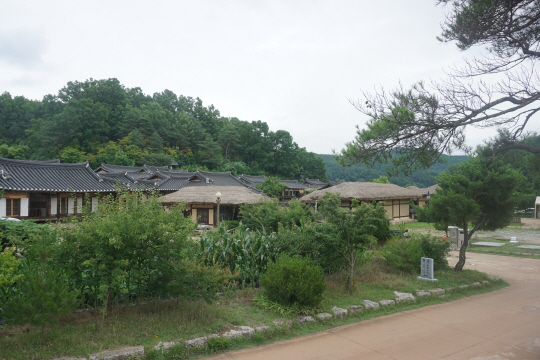 영주 무섬 마을. 9채의 가옥이 경북문화재자료 및 경북민속자료로 지정돼 있으며 역사가 100년 넘는 가옥도 16채나 남아 있다.