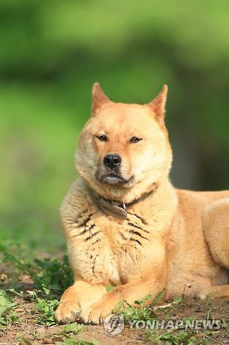 경주서 목줄 풀린 진돗개가 일가족 공격…30대 여성 다리 물려