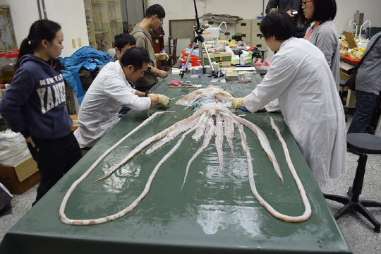 타이완 국립칭화대 연구진들이 우연히 잡힌 길이 4m짜리 대왕오징어를 연구하고 있다. /사진제공=뉴욕타임스