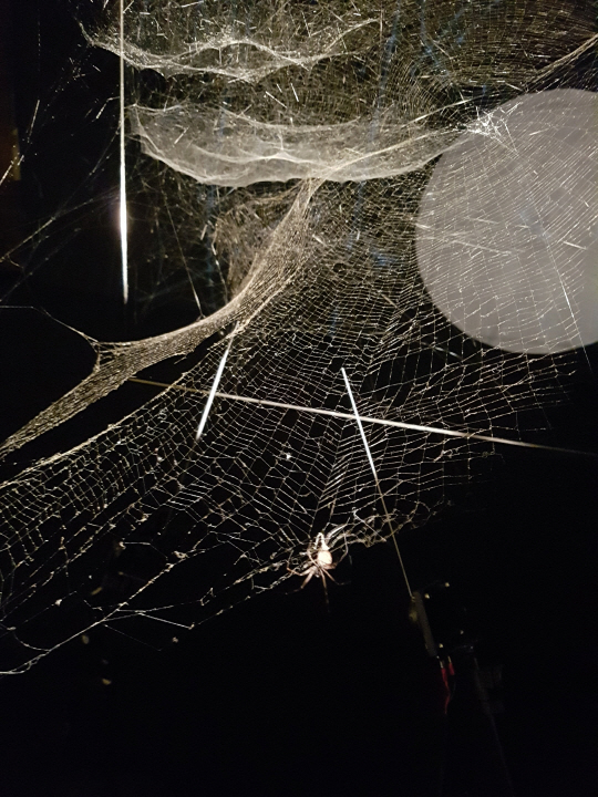 광주 국립아시아문화전당에서 열리고 있는 토마스 사라세노의 개인전 ‘행성 그 사이의 우리’ 중 실제 거미가 집을 짓는 모습