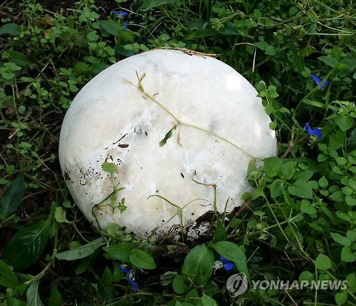 세계적 희귀종 ‘댕구알 버섯’ 발견...“축구공 닮은 버섯”