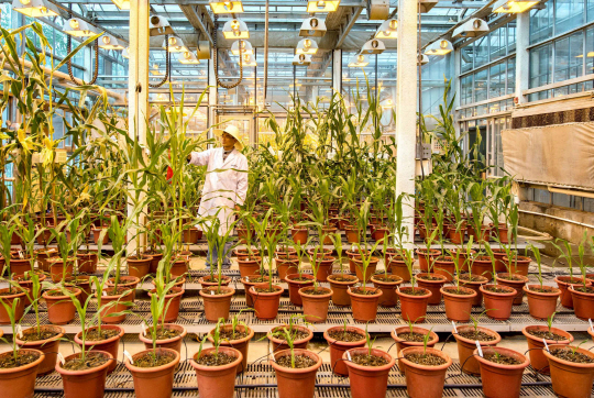 신젠타의 베이징 생명공학 연구센터 내 온실에서 재배 중인 옥수수. 해외 자본으로 처음 지은 중국 내 시설이다.