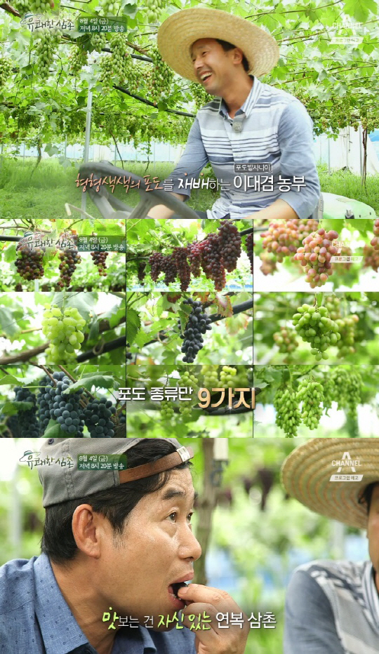 ‘유쾌한 삼촌’ 이연복X강레오, 충북 옥천 착한 포도 농부 만났다