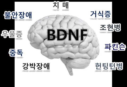 BDNF단백질 생성원리로 뇌질환 치료 새 전기 마련