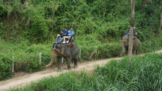 관광객들이 코끼리 트레킹을 즐기고 있다.
