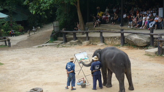 치앙마이 코끼리 캠프(Maesa Elephant Camp)에서 코끼리가 코를 이용해 그림을 그리고 있다.