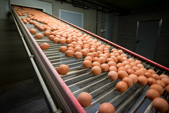 ‘살충제 달걀’ 파문이 유럽 전역으로 번진 가운데 국내에서도 벨기에산 달걀이 함유된 수입 과자가 코스트코 등에서 판매되고 있는 것으로 나타나 소비자들의 불안이 커지고 있다. 사진은 지난 8일 벨기에의 한 양계농장에서 달걀이 조립라인을 통과하고 있는 모습./연합뉴스