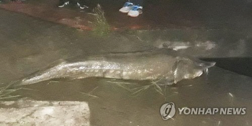 대전 도심하천서 철갑상어 발견…2마리 중 1마리는 행방불명