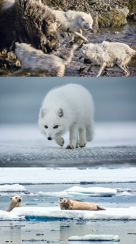 ‘글로벌다큐멘터리’ 북극 동물들의 사냥…늑대·북극여우·북극곰